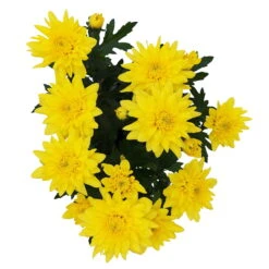 Chrysanthemen 'Chrysanne® Grandezza Yellow', Gelb, Topf-Ø 13 Cm, 6er-Set -LECHUZA || Wagner Verkaufsgeschäft 0690110207 Chrysantheme Grandezza gelb image005 81603