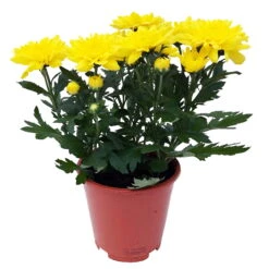 Chrysanthemen 'Chrysanne® Grandezza Yellow', Gelb, Topf-Ø 13 Cm, 6er-Set -LECHUZA || Wagner Verkaufsgeschäft 0690110207 Chrysantheme Grandezza gelb image006 81604