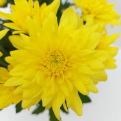Chrysanthemen 'Chrysanne® Grandezza Yellow', Gelb, Topf-Ø 13 Cm, 6er-Set -LECHUZA || Wagner Verkaufsgeschäft 0690110207 Chrysantheme Grandezza gelb image008 81532