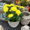 Chrysanthemen 'Chrysanne® Grandezza Yellow', Gelb, Topf-Ø 13 Cm, 6er-Set -LECHUZA || Wagner Verkaufsgeschäft 0690110207 Chrysantheme Grandezza gelb image015 81531