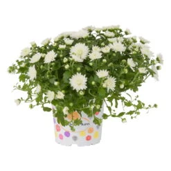 Chrysanthemen, Weiß, Topf-Ø 12 Cm, 6er-Set