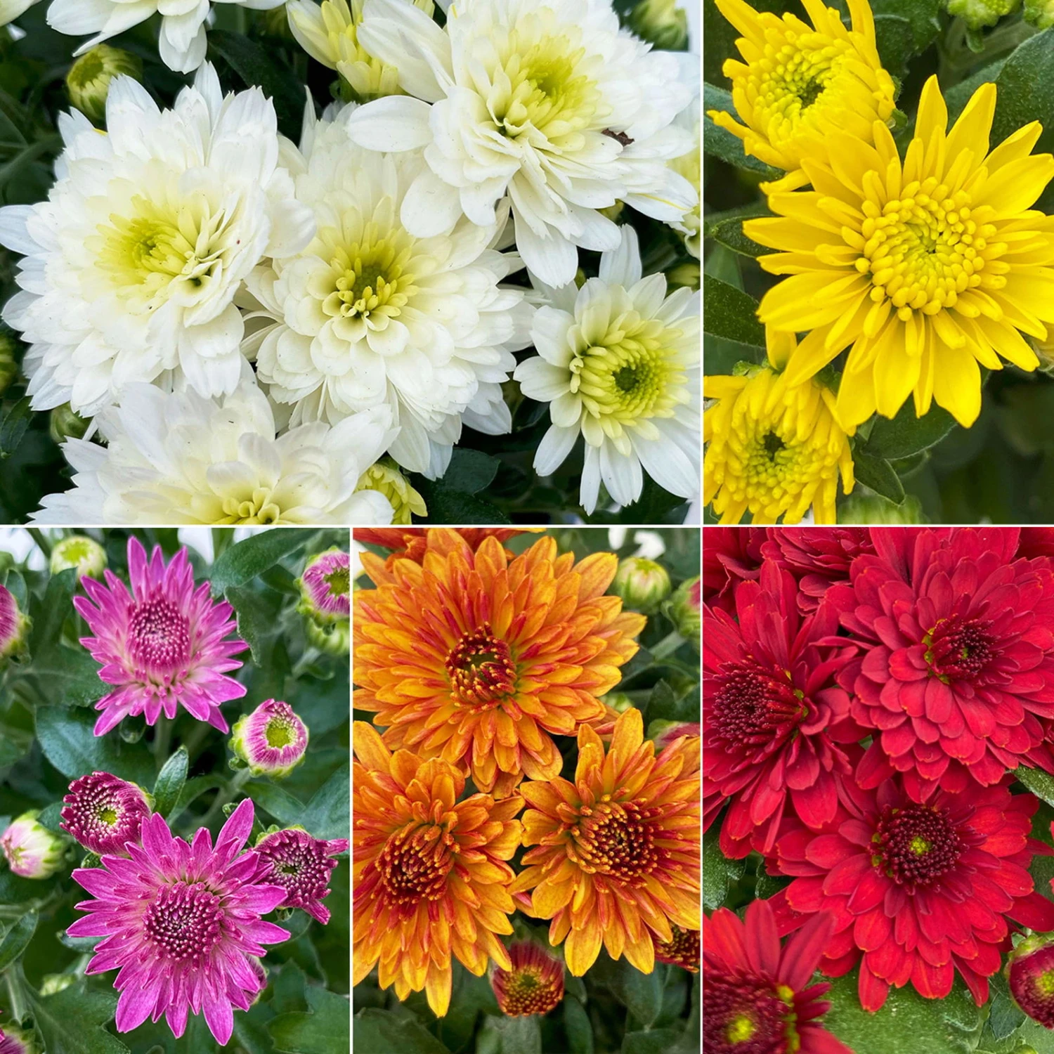 Chrysanthemen, Farben Nach Verfügbarkeit, Topf-Ø 10,5 Cm, 8er-Set 3 Chrysanthemen, Farben Nach Verfügbarkeit, Topf-Ø 10,5 Cm, 8er-Set