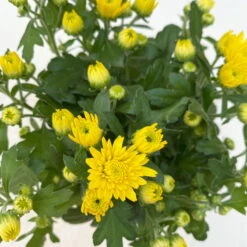 Chrysanthemen, Farben Nach Verfügbarkeit, Topf-Ø 10,5 Cm, 8er-Set 17 Chrysanthemen, Farben Nach Verfügbarkeit, Topf-Ø 10,5 Cm, 8er-Set -LECHUZA || Wagner Verkaufsgeschäft 0690120041 Chrysanthemum multiflora gelb 8er Set 5 112603