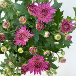 Chrysanthemen, Farben Nach Verfügbarkeit, Topf-Ø 10,5 Cm, 8er-Set 19 Chrysanthemen, Farben Nach Verfügbarkeit, Topf-Ø 10,5 Cm, 8er-Set -LECHUZA || Wagner Verkaufsgeschäft 0690120042 Chrysanthemum multiflora 8er Set lila 7 112605