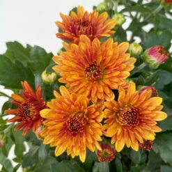 Chrysanthemen, Farben Nach Verfügbarkeit, Topf-Ø 10,5 Cm, 8er-Set 23 Chrysanthemen, Farben Nach Verfügbarkeit, Topf-Ø 10,5 Cm, 8er-Set -LECHUZA || Wagner Verkaufsgeschäft 0690120044 Chrysanthemum multiflora 8er Set bronze 5 112609