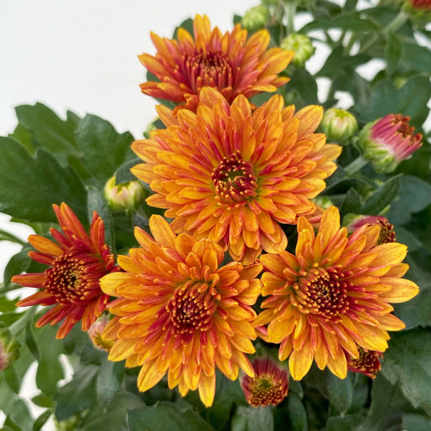 Chrysanthemen, Farben Nach Verfügbarkeit, Topf-Ø 10,5 Cm, 8er-Set 11 Chrysanthemen, Farben Nach Verfügbarkeit, Topf-Ø 10,5 Cm, 8er-Set – Bild 9