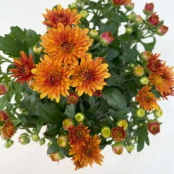 Chrysanthemen, Farben Nach Verfügbarkeit, Topf-Ø 10,5 Cm, 8er-Set 24 Chrysanthemen, Farben Nach Verfügbarkeit, Topf-Ø 10,5 Cm, 8er-Set -LECHUZA || Wagner Verkaufsgeschäft 0690120044 Chrysanthemum multiflora 8er Set bronze 6 112610