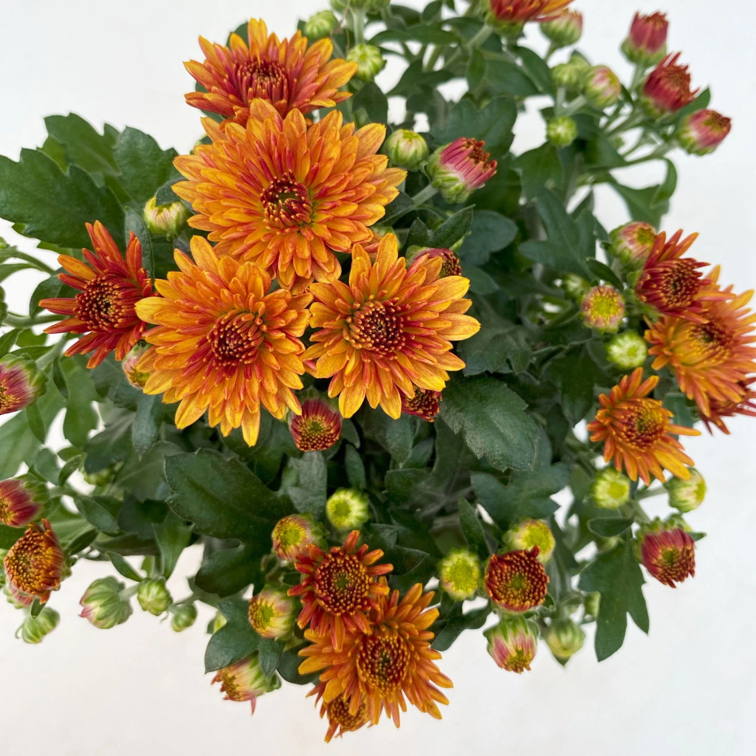 Chrysanthemen, Farben Nach Verfügbarkeit, Topf-Ø 10,5 Cm, 8er-Set 12 Chrysanthemen, Farben Nach Verfügbarkeit, Topf-Ø 10,5 Cm, 8er-Set – Bild 10