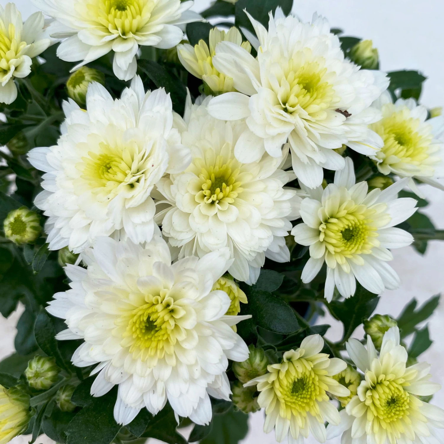 Chrysanthemen, Farben Nach Verfügbarkeit, Topf-Ø 10,5 Cm, 8er-Set 13 Chrysanthemen, Farben Nach Verfügbarkeit, Topf-Ø 10,5 Cm, 8er-Set – Bild 11