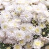 Chrysanthemen-Busch, Weiß, Topf-Ø 19 Cm, 3er-Set -LECHUZA || Wagner Verkaufsgeschäft 0690130088 koelle chrysanthemen multiflora busch t19 weiss durchmesser 40cm 68807