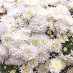 Chrysanthemen-Busch, Weiß, Topf-Ø 19 Cm, 3er-Set