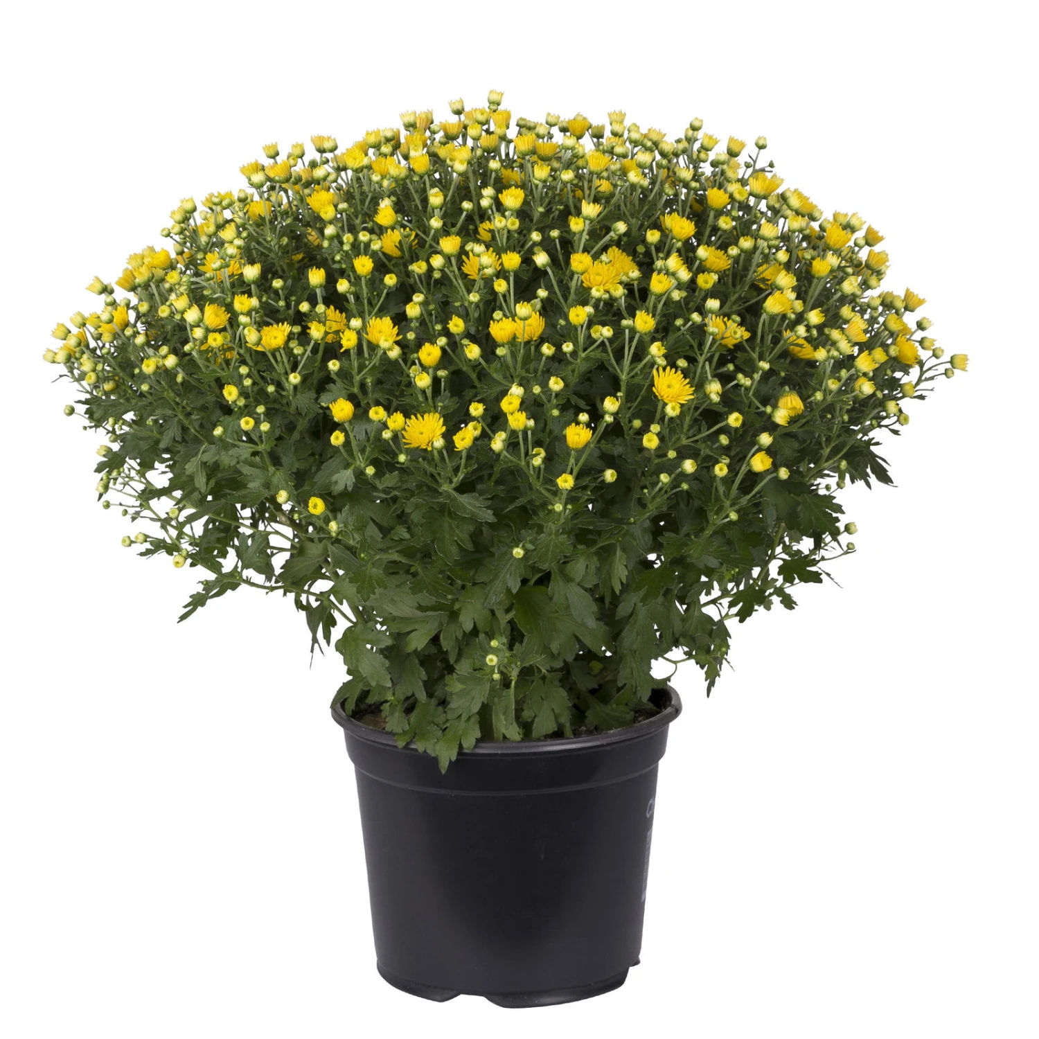 Chrysanthemen-Busch, Gelb-lila-weiß, Topf-Ø 19 Cm, 3er-Set 10 Chrysanthemen-Busch, Gelb-lila-weiß, Topf-Ø 19 Cm, 3er-Set – Bild 8