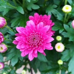 Chrysanthemen-Busch, Gelb-lila-weiß, Topf-Ø 19 Cm, 3er-Set 14 Chrysanthemen-Busch, Gelb-lila-weiß, Topf-Ø 19 Cm, 3er-Set -LECHUZA || Wagner Verkaufsgeschäft 0690130121 Chrysanthemum multiflora Buesche lila image005 79583