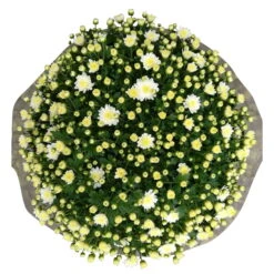 Chrysanthemen-Busch, Weiß, Topf-Ø 19 Cm, 3er-Set -LECHUZA || Wagner Verkaufsgeschäft 0690130124 Koelle Chrys multifl Busch T19 weiss H40 45cm 3er Set WS 3 96159