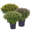 Chrysanthemen-Busch, Gelb-lila-weiß, Topf-Ø 19 Cm, 3er-Set