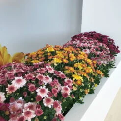 Chrysanthemen 'Amarena Pink', Rosa-pink, Topf-Ø 14 Cm, 4er-Set -LECHUZA || Wagner Verkaufsgeschäft 0690130142 0690130143 0690130144 Chrysanthemum multiflora 4er Set 80300