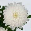 Chrysantheme 'Zembla Next White' Weiß, Großblumig, Topf-Ø 13 Cm, 3er-Set 1 Chrysantheme 'Zembla Next White' Weiß, Großblumig, Topf-Ø 13 Cm, 3er-Set -LECHUZA || Wagner Verkaufsgeschäft 0690140090 0690140091 Chrysanthemum Zembla T13 weiss Next White 5 115120