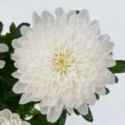 Chrysantheme 'Zembla Next White' Weiß, Großblumig, Topf-Ø 13 Cm, 3er-Set