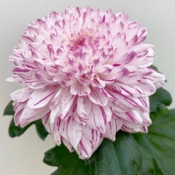 Chrysantheme 'Chrysanne® Zembla Next Art' Gespr., Großbl., Topf-Ø 13 Cm, 6er-Set -LECHUZA || Wagner Verkaufsgeschäft 0690140096 0690140097 Chrysanthemum Zembla T13 gesprenkelt Next Art 2 115122