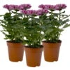 Chrysantheme 'Chrysanne® Zembla Next Purple' Lila, Großbl., Topf-Ø 13cm 3er-Set 2 Chrysantheme 'Chrysanne® Zembla Next Purple' Lila, Großbl., Topf-Ø 13cm 3er-Set -LECHUZA || Wagner Verkaufsgeschäft 0690140104 Chrysanthemum Zembla T13 lila Next Purple 3er Set 115303