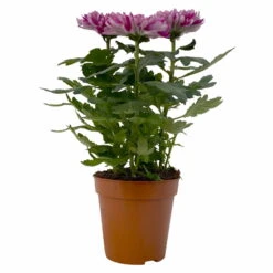 Chrysantheme 'Chrysanne® Zembla Next Purple' Lila, Großbl., Topf-Ø 13cm 3er-Set -LECHUZA || Wagner Verkaufsgeschäft 0690140104 Chrysanthemum Zembla T13 lila Next Purple 1 115298