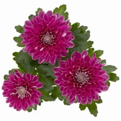 Chrysantheme 'Chrysanne® Zembla Next Purple' Lila, Großbl., Topf-Ø 13cm 3er-Set -LECHUZA || Wagner Verkaufsgeschäft 0690140104 Chrysanthemum Zembla T13 lila Next Purple 5 115300