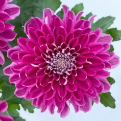 Chrysantheme 'Chrysanne® Zembla Next Purple' Lila, Großbl., Topf-Ø 13cm 3er-Set -LECHUZA || Wagner Verkaufsgeschäft 0690140104 Chrysanthemum Zembla T13 lila Next Purple 6 115119