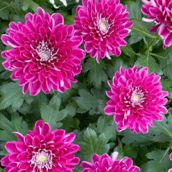 Chrysantheme 'Chrysanne® Zembla Next Purple' Lila, Großbl., Topf-Ø 13cm 3er-Set -LECHUZA || Wagner Verkaufsgeschäft 0690140104 Chrysanthemum Zembla T13 lila Next Purple 8 115118