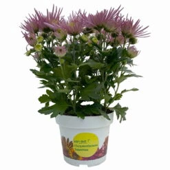 Chrysanthemen Spider Anansi™ Pink, Spinnenblütig, Topf 14 Cm Ø, 4er-Set -LECHUZA || Wagner Verkaufsgeschäft 0690150163 Chrysanthemum indicum T14 Spider Anansi Pink 4er Set 1 114106