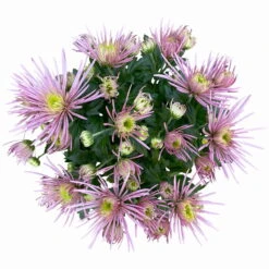 Chrysanthemen Spider Anansi™ Pink, Spinnenblütig, Topf 14 Cm Ø, 4er-Set -LECHUZA || Wagner Verkaufsgeschäft 0690150163 Chrysanthemum indicum T14 Spider Anansi Pink 4er Set 3 114107