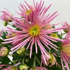 Chrysanthemen Spider Anansi™ Pink, Spinnenblütig, Topf 14 Cm Ø, 4er-Set -LECHUZA || Wagner Verkaufsgeschäft 0690150163 Chrysanthemum indicum T14 Spider Anansi Pink 4er Set 4 113985