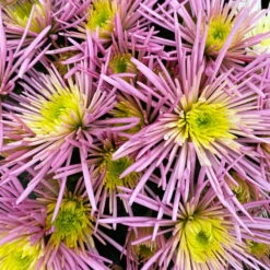 Chrysanthemen Spider Anansi™ Pink, Spinnenblütig, Topf 14 Cm Ø, 4er-Set -LECHUZA || Wagner Verkaufsgeschäft 0690150163 Chrysanthemum indicum T14 Spider Anansi Pink 4er Set 6 113986