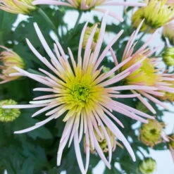 Chrysanthemen Spider Anansi™ Pink, Spinnenblütig, Topf 14 Cm Ø, 4er-Set -LECHUZA || Wagner Verkaufsgeschäft 0690150163 KB Chrysanthemum indicum Spider Anansi Pink 4er Set 11 112700