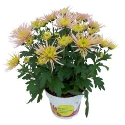 Chrysanthemen Spider Anansi™ Pink, Spinnenblütig, Topf 14 Cm Ø, 4er-Set -LECHUZA || Wagner Verkaufsgeschäft 0690150163 KB Chrysanthemum indicum Spider Anansi Pink 4er Set 5 112857