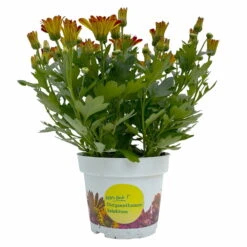 Chrysanthemen 'Rainbow Circus' Rot-gelb Gestreift Topf-Ø 14 Cm, 4er-Set -LECHUZA || Wagner Verkaufsgeschäft 0690150169 Chrysanthemum indicum T14 Rainbow Circus orange gelb 4er Set 1 114115