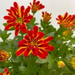 Chrysanthemen 'Rainbow Circus' Rot-gelb Gestreift Topf-Ø 14 Cm, 4er-Set -LECHUZA || Wagner Verkaufsgeschäft 0690150169 Chrysanthemum indicum T14 Rainbow Circus orange gelb 4er Set 3 113992