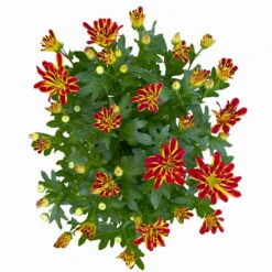 Chrysanthemen 'Rainbow Circus' Rot-gelb Gestreift Topf-Ø 14 Cm, 4er-Set -LECHUZA || Wagner Verkaufsgeschäft 0690150169 Chrysanthemum indicum T14 Rainbow Circus orange gelb 4er Set 4 114116
