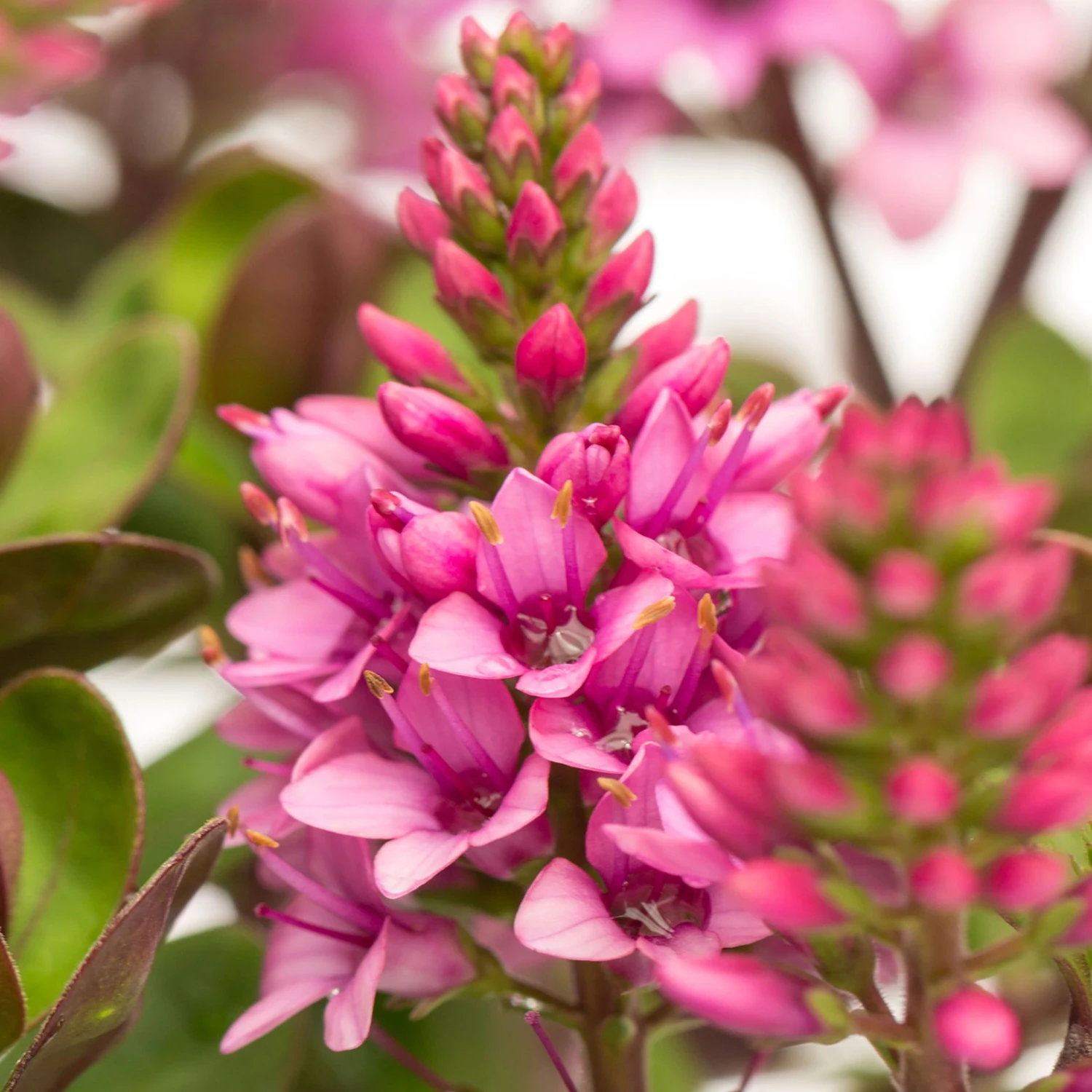 Hebe 'All Blooms®' Rosa, Topf-Ø 12 Cm, 6er-Set 4 Hebe 'All Blooms®' Rosa, Topf-Ø 12 Cm, 6er-Set – Bild 2