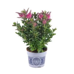Hebe 'All Blooms®' Rosa, Topf-Ø 12 Cm, 6er-Set 19 Hebe 'All Blooms®' Rosa, Topf-Ø 12 Cm, 6er-Set -LECHUZA || Wagner Verkaufsgeschäft 0690190064 Koelle Hebe All Blooms T12 rosarot 6er Set WS 1 95602