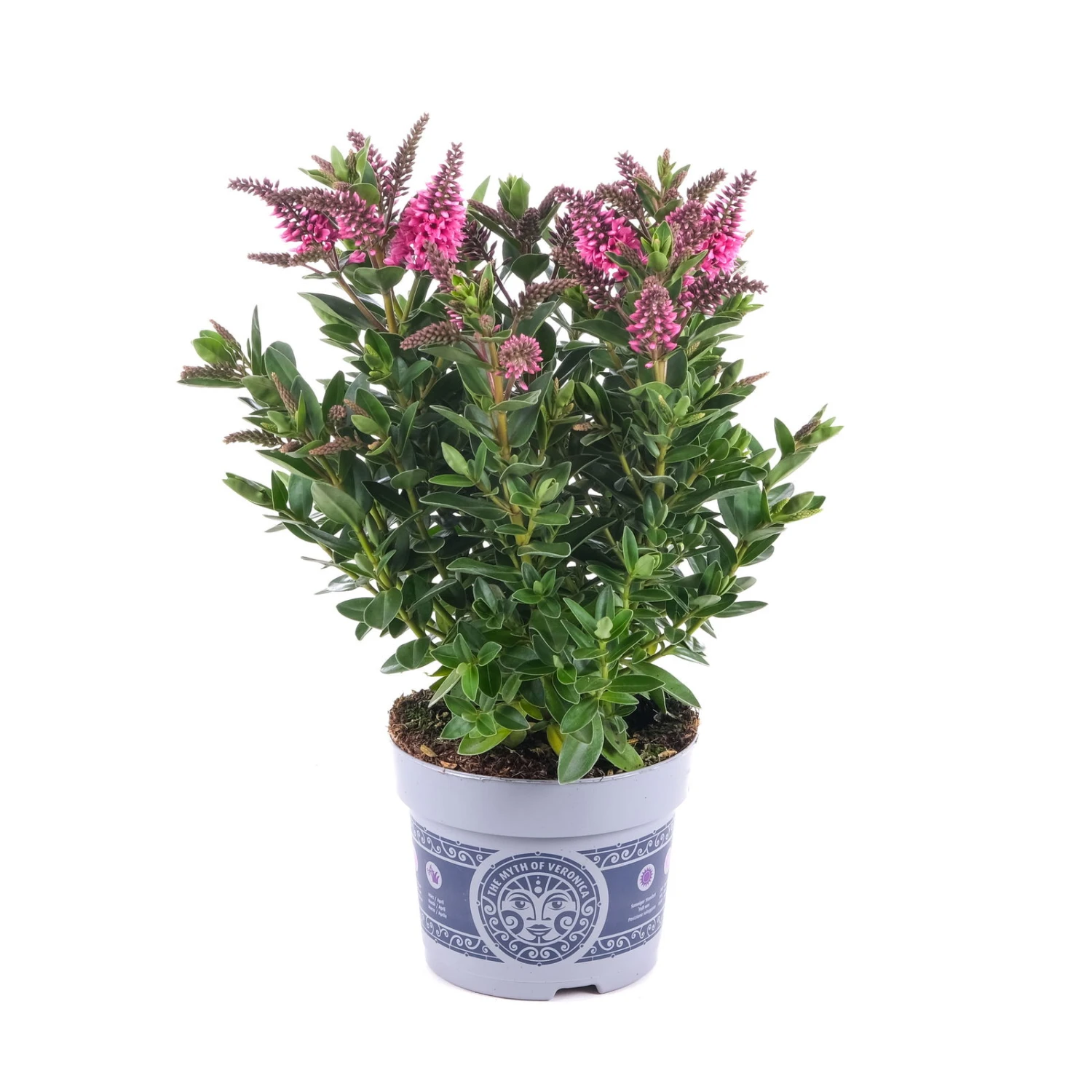 Hebe 'All Blooms®' Rosa, Topf-Ø 12 Cm, 6er-Set 10 Hebe 'All Blooms®' Rosa, Topf-Ø 12 Cm, 6er-Set – Bild 8