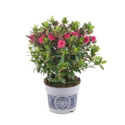 Hebe 'All Blooms®' Rosa, Topf-Ø 12 Cm, 6er-Set 18 Hebe 'All Blooms®' Rosa, Topf-Ø 12 Cm, 6er-Set -LECHUZA || Wagner Verkaufsgeschäft 0690190064 Koelle Hebe All Blooms T12 rosarot 6er Set WS 4 95600