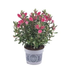 Hebe 'All Blooms®' Rosa, Topf-Ø 12 Cm, 6er-Set 17 Hebe 'All Blooms®' Rosa, Topf-Ø 12 Cm, 6er-Set -LECHUZA || Wagner Verkaufsgeschäft 0690190064 Koelle Hebe All Blooms T12 rosarot 6er Set WS 6 95598