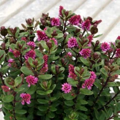 Hebe 'All Blooms®' Rosa, Topf-Ø 12 Cm, 6er-Set 14 Hebe 'All Blooms®' Rosa, Topf-Ø 12 Cm, 6er-Set -LECHUZA || Wagner Verkaufsgeschäft 0690190064 Koelle Hebe All Blooms T12 rosarot 6er Set WS 7 95594