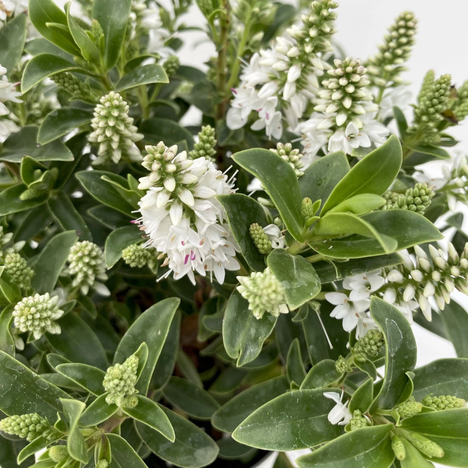 Hebe 'All Blooms®', Farbe Zufällig, Topf-Ø 17 Cm 4 Hebe 'All Blooms®', Farbe Zufällig, Topf-Ø 17 Cm – Bild 2