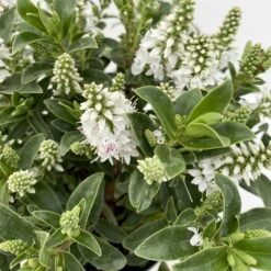 Hebe 'All Blooms®' Weiß, Topf-Ø 12 Cm, 3er-Set