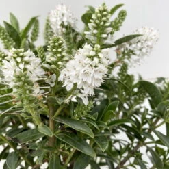 Hebe 'All Blooms®', Farbe Zufällig, Topf-Ø 17 Cm 19 Hebe 'All Blooms®', Farbe Zufällig, Topf-Ø 17 Cm -LECHUZA || Wagner Verkaufsgeschäft 0690190098 Koelle Hebe All Blooms T12 weiss 6er Set 4 112400 1