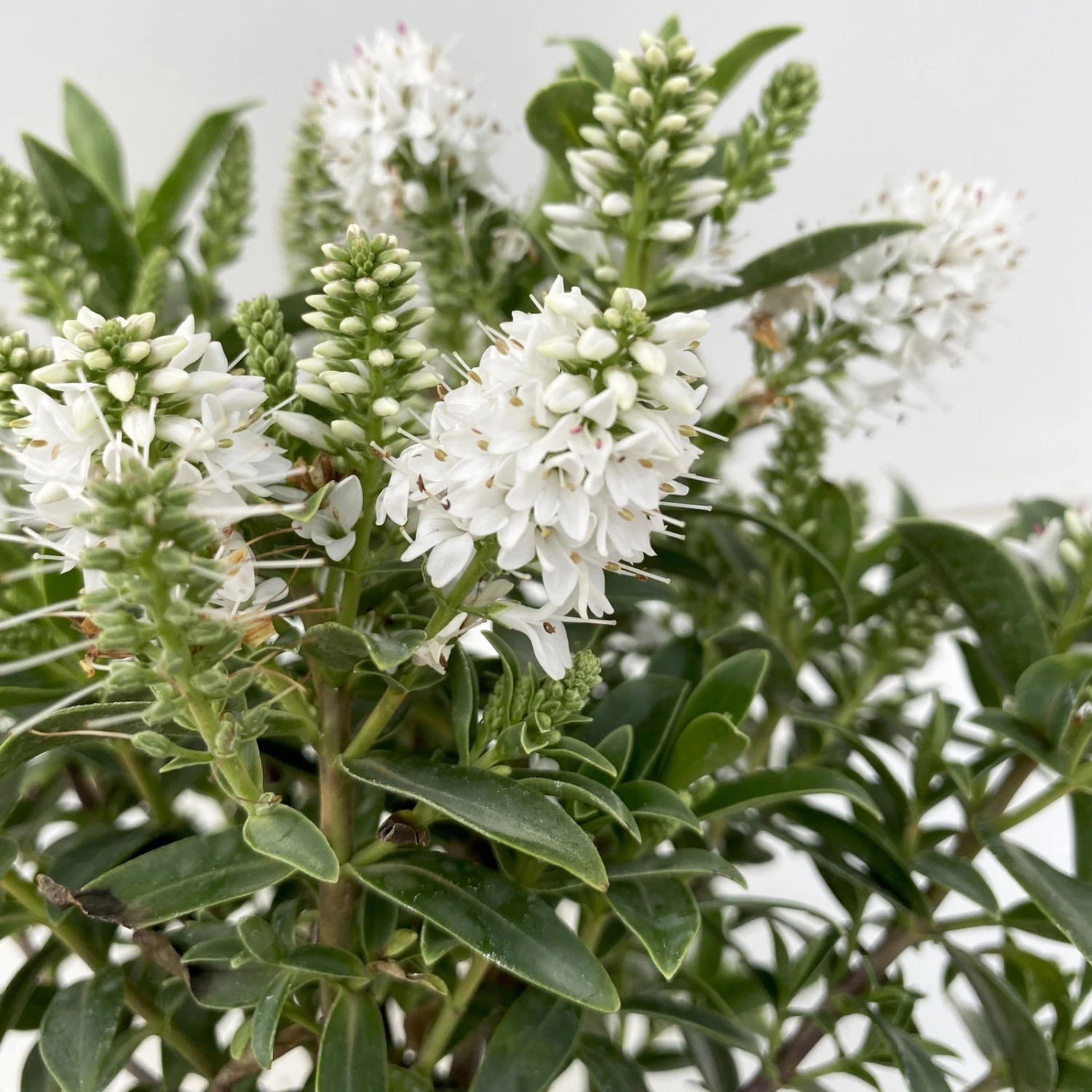 Hebe 'All Blooms®', Farbe Zufällig, Topf-Ø 17 Cm 5 Hebe 'All Blooms®', Farbe Zufällig, Topf-Ø 17 Cm – Bild 3