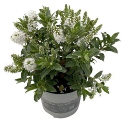 Hebe 'All Blooms®' Weiß, Topf-Ø 12 Cm, 3er-Set -LECHUZA || Wagner Verkaufsgeschäft 0690190098 Koelle Hebe All Blooms T12 weiss 6er Set 2 112507