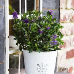 Hebe 'All Blooms®' Blau, Topf-Ø 12 Cm, 6er-Set 24 Hebe 'All Blooms®' Blau, Topf-Ø 12 Cm, 6er-Set -LECHUZA || Wagner Verkaufsgeschäft 0690190099 Koelle Hebe All Blooms T12 blau 6er Set WS 11 95607