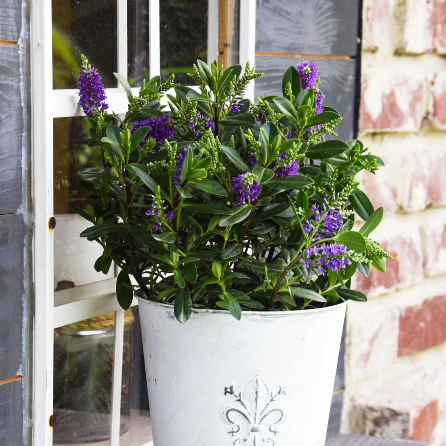 Hebe 'All Blooms®' Blau, Topf-Ø 12 Cm, 6er-Set 7 Hebe 'All Blooms®' Blau, Topf-Ø 12 Cm, 6er-Set – Bild 5